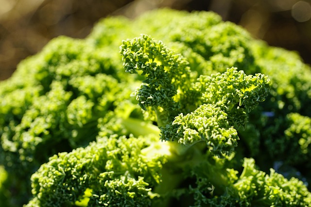 kale, cabbage, agriculture, vegetable, food