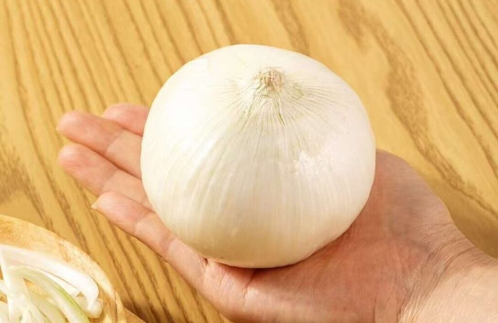 손바닥 위에 흰 양파 하나를 올려놓은 모습으로, 양파의 크기와 신선도를 강조한 이미지 A hand holding a fresh white onion, emphasizing its size and freshness