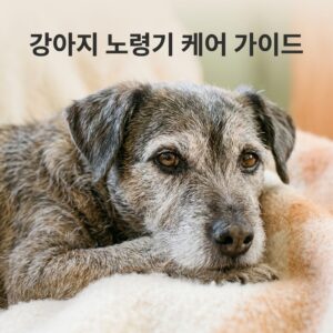 강아지 노령기 케어 가이드, 7세부터 달라지는 것