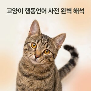 고양이 행동언어 사전 — 꼬리·귀·울음·자세 완벽 해석