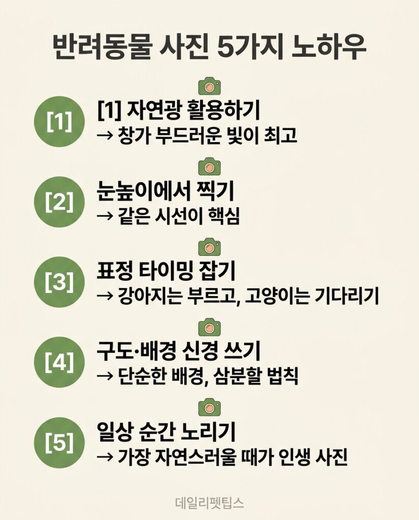 반려동물 사진 5가지 노하우 인포그래픽 - 자연광 활용하기, 눈높이에서 찍기, 표정 타이밍 잡기, 구도·배경 신경 쓰기, 일상 순간 노리기 등 펫 사진 촬영 팁 정리