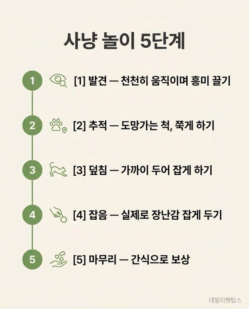 사냥 놀이 5단계 - 발견(천천히 움직이며 흥미), 추적(도망가는 척 쫓게), 덮침(가까이 두어 잡게), 잡음(실제로 잡게), 마무리(간식 보상)를 정리한 단계별 인포그래픽